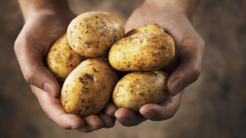 Fakta menakjubkan tentang kentang: kebenaran tentang pati