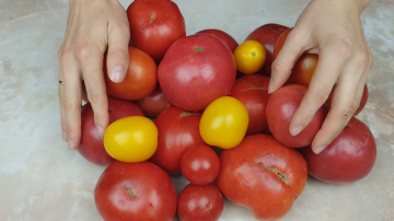 Panen tomat termudah untuk musim dingin