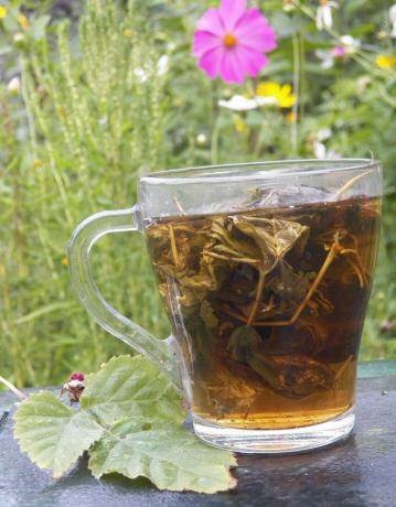 Antipiretik herbal Raspberry teh