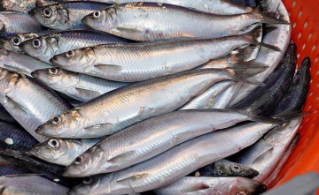 Mengapa herring murah layak kebanggaan tempat di meja Anda
