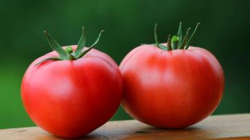 Tomat: mengencerkan darah, obat hipertensi, diabetes, dan bahkan onkologi
