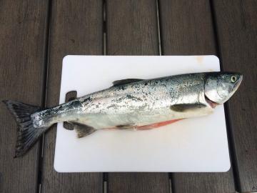 Cara termurah dan tercepat untuk pengasinan ikan salmon