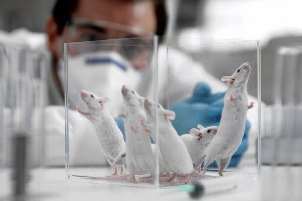 Penelitian tersebut ternyata sangat penting, namun penting untuk diperhatikan bahwa struktur tikus dan manusia masih berbeda (Foto: newsland.com)