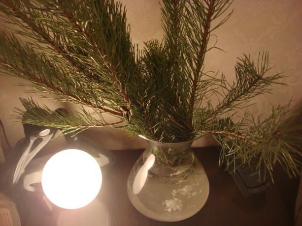 Gambar yang diambil oleh penulis (sekelompok pohon Natal di ruang tamu) 