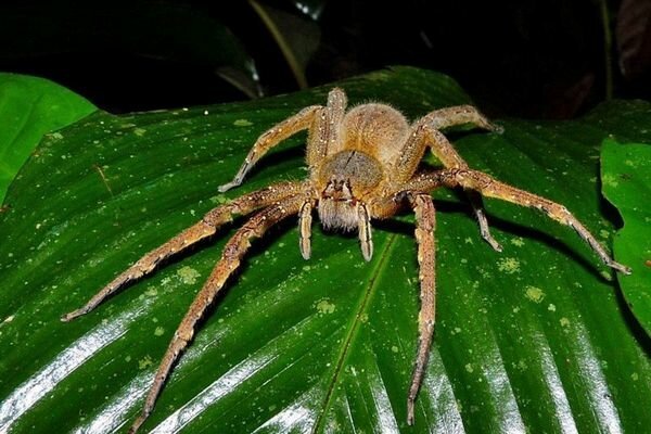 Gigitan laba-laba kecil pun bisa berbahaya (Foto: topcafe.su)