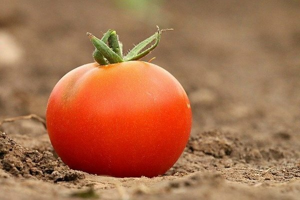 Banyak orang menyimpan tomat di lemari es. Ternyata ini adalah kesalahan (Foto: pixabay.com)