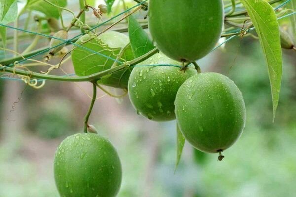 Buah Buddha digunakan pada intinya, pemanis, obat-obatan dibuat atas dasarnya (Foto: pinimg.com)