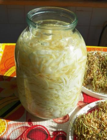 Sauerkraut segar, sepanjang tahun