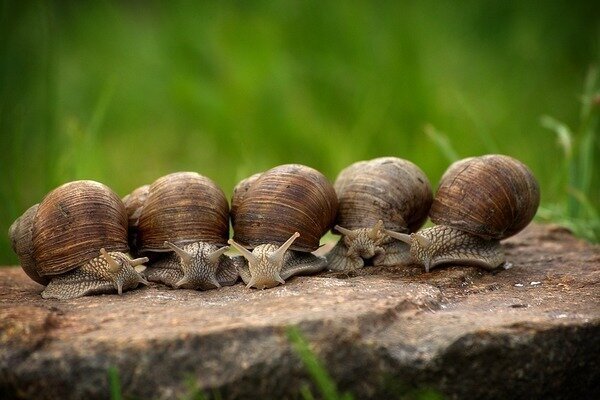 Anda harus sangat berhati-hati dengan makanan laut dan kerang (Foto: Pixabay.com)