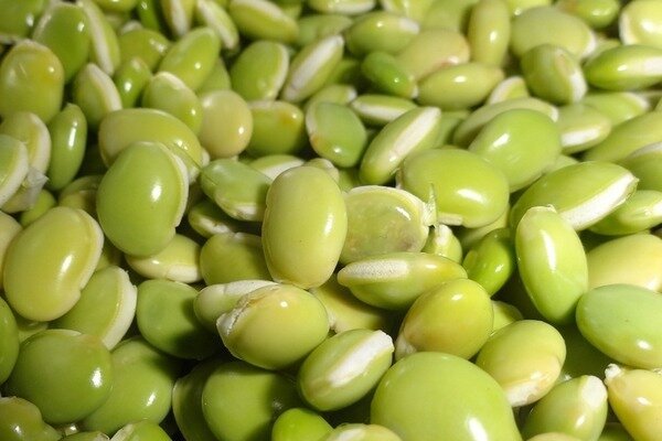 Penggunaan kacang polong tersebut penuh dengan keracunan minimum (Foto: Pixabay.com)